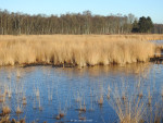 Engbertsdijksvenen